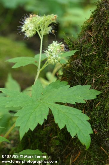 Pacific Waterleaf