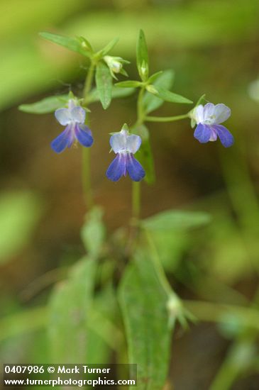Sticky Blue-eyed Mary