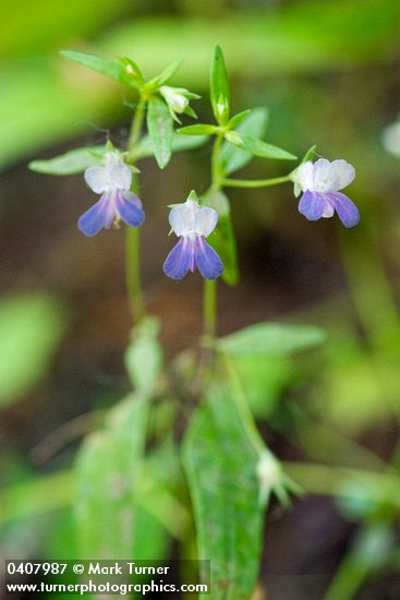 Sticky Blue-eyed Mary