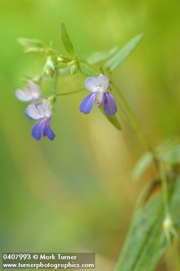 Sticky Blue-eyed Mary blossoms