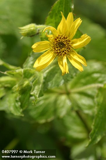 Clasping Arnica blossom & foliage