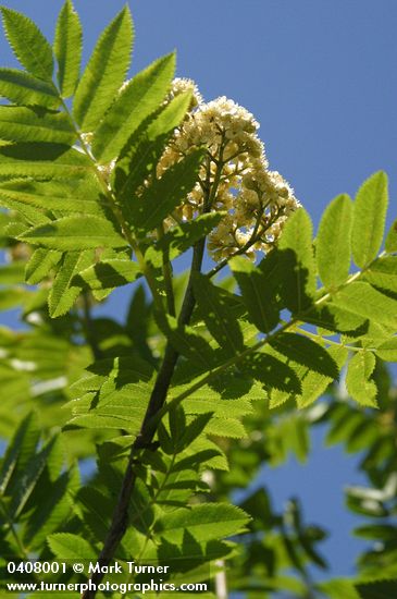 Cascade Mountain-ash blossoms & foliage against blue sky