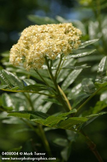 Cascade Mountain-ash blossoms & foliage