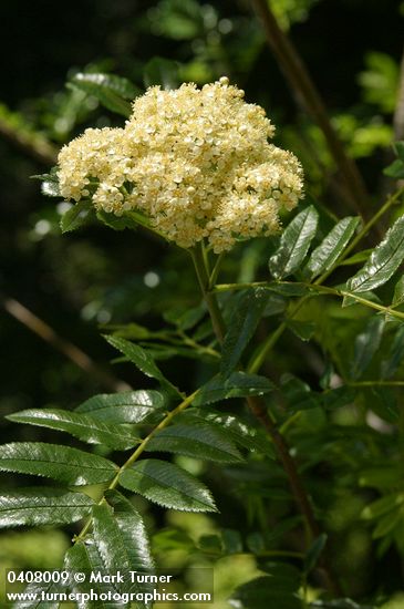 Cascade Mountain-ash blossoms & foliage