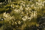 Bear Grass, backlit