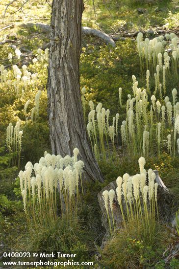 Bear Grass
