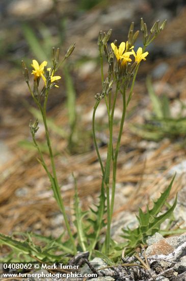 Nakedstem Hawksbeard