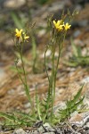 Nakedstem Hawksbeard