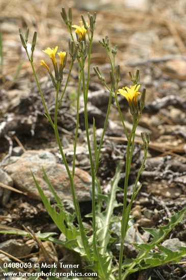 Nakedstem Hawksbeard