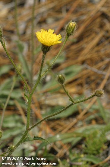 Scouler's Hawkweed blossom