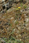 Scouler's Hawkweed