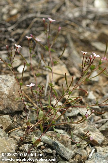Threadstem Fireweed