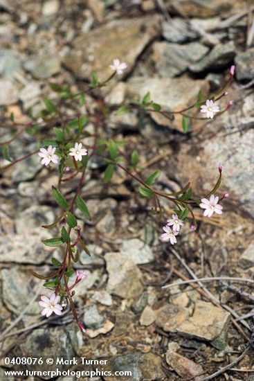 Threadstem Fireweed