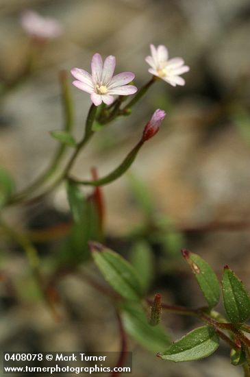 Threadstem Fireweed blossoms & foliage detail