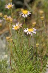 Thread-leaf Fleabane