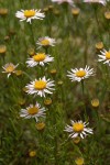 Thread-leaf Fleabane