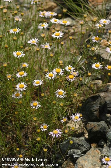 Thread-leaf Fleabane