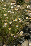 Thread-leaf Fleabane