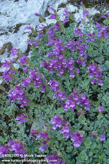 Berry's Penstemon