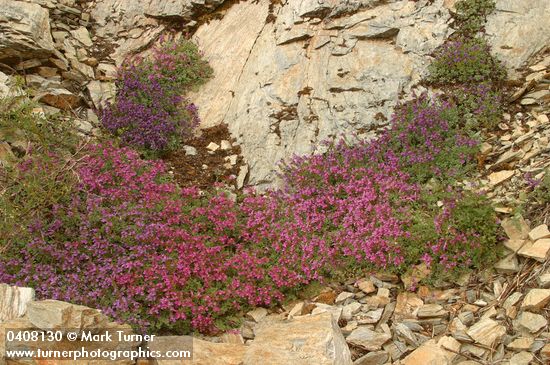 Berry's Penstemon massed on serpentine