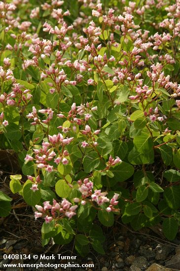 Spreading Dogbane