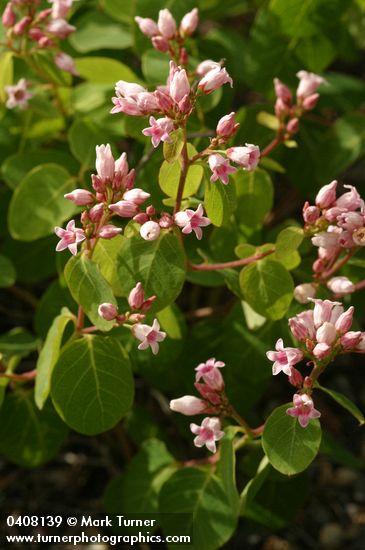 Spreading Dogbane blossoms & foliage