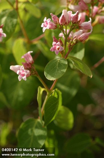 Spreading Dogbane blossoms & foliage detail