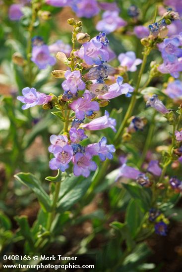 Azure Penstemon blossoms & foliage