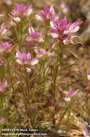 Copeland's Owl Clover
