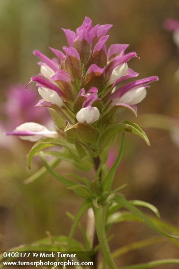 Copeland's Owl Clover bracts & blossoms detail