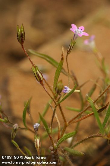Miniature Gilia blossom & foliage