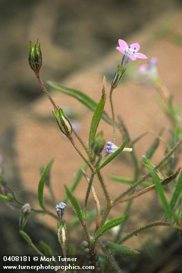 Miniature Gilia blossom & foliage