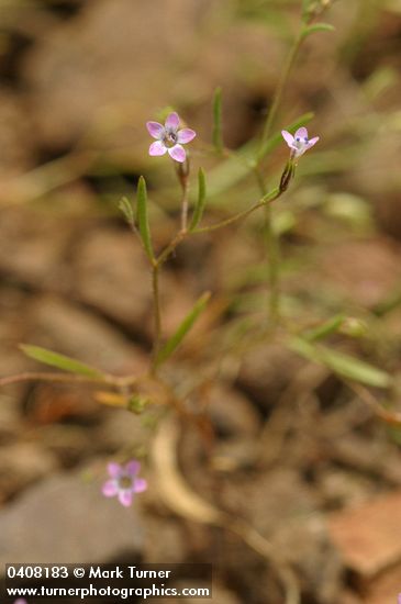 Miniature Gilia blossoms & foliage