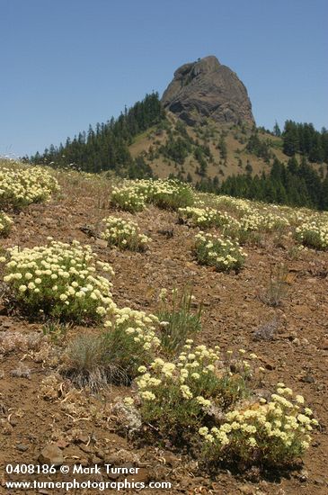 Sulphur Eriogonum w/ Pilot Rock bkgnd