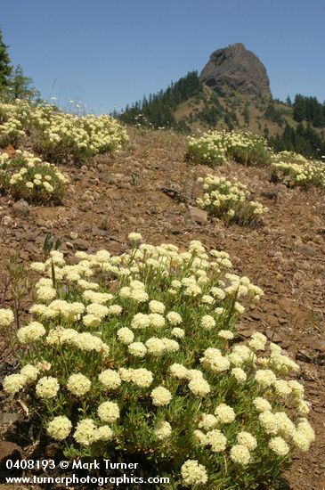 Sulphur Eriogonum w/ Pilot Rock bkgnd
