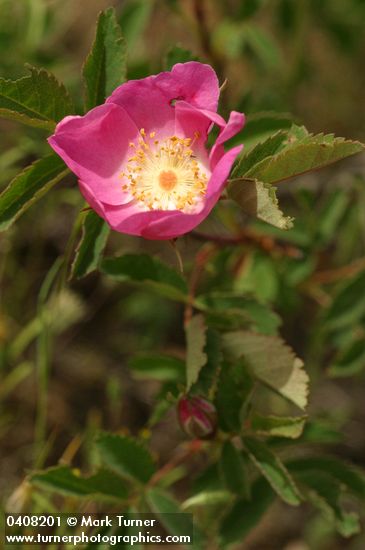 Pearhip Rose blossom & foliage