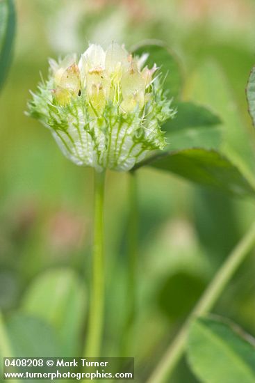 Cup Clover blossoms detail