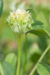 Cup Clover blossoms detail