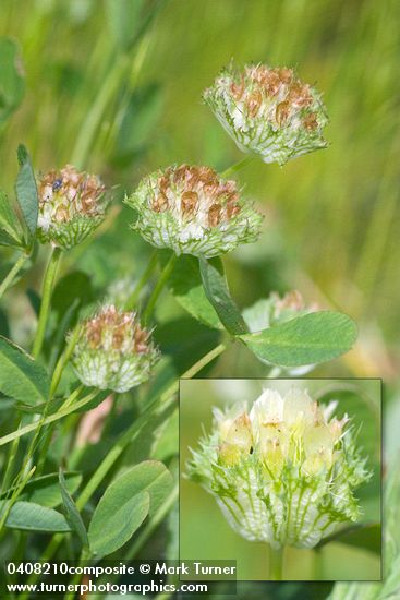 Cup Clover blossoms & foliage