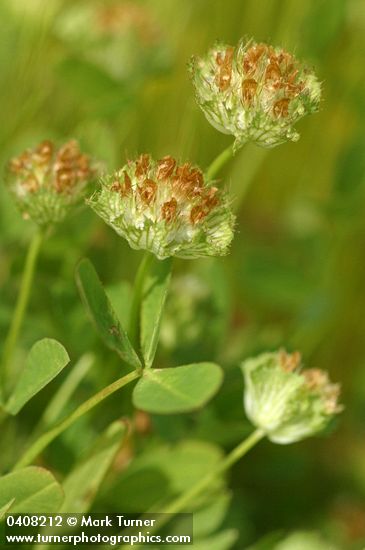Cup Clover blossoms & foliage