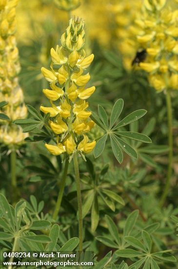 Mt. Eddy Lupine blossoms & foliage