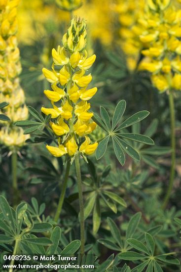 Mt. Eddy Lupine blossoms & foliage