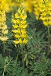 Mt. Eddy Lupine blossoms & foliage