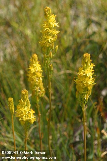 California Bog Asphodel blossoms