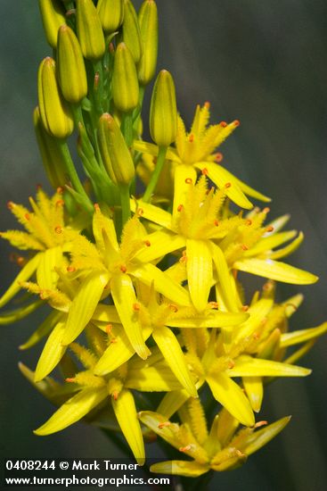 California Bog Asphodel blossoms detail