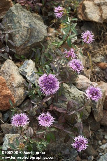 Serpentine Monardella