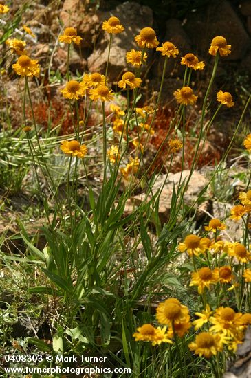 Bigelow's Sneezeweed