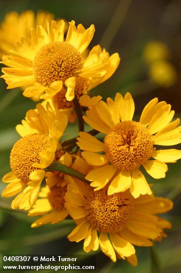 Bigelow's Sneezeweed blossoms detail