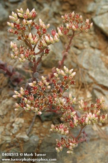 Heckner's Stonecrop blossoms & buds