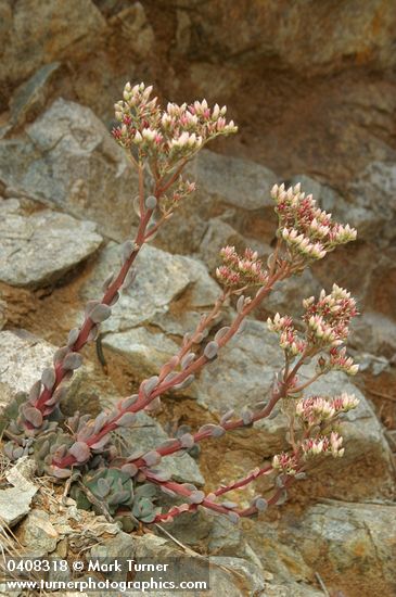 Heckner's Stonecrop